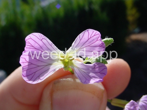 radish, wild
